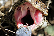 Shingleback Lizard (Tiliqua rugosa)